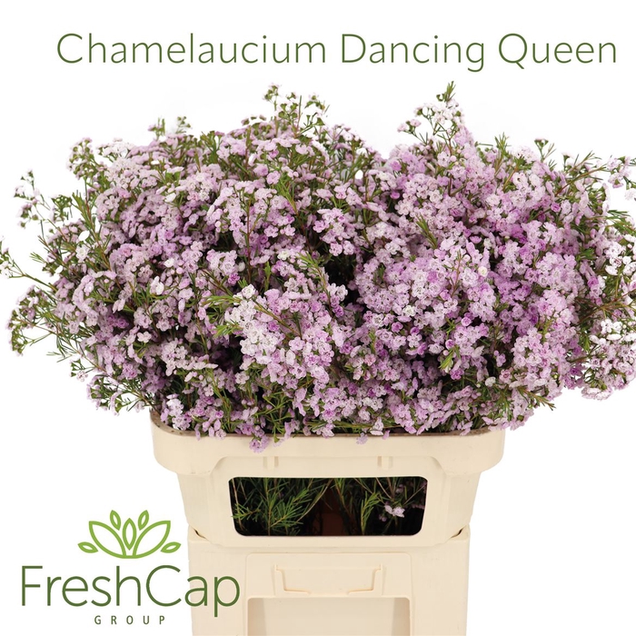 Chamelaucium Dancing Queen