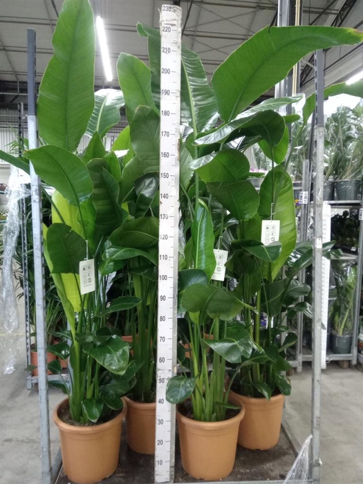 <h4>Strelitzia nicolai</h4>