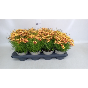 Coreopsis vert. 'Zagreb'