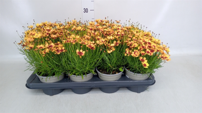 <h4>Coreopsis vert. 'Zagreb'</h4>