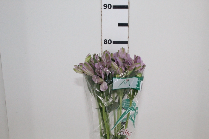 <h4>ALSTROEMERIA PLATINA 080 CM</h4>