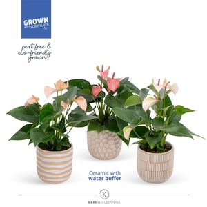 Anthurium - KARMA Mix |Sierpot Sandy + Waterreservoir | Veenvrij