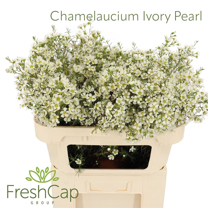 <h4>Chamelaucium Ivory Pearl</h4>