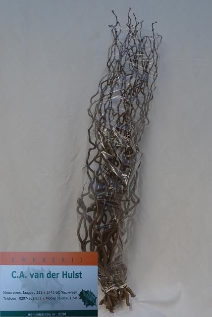 <h4>CORYL AV CONTORTA</h4>