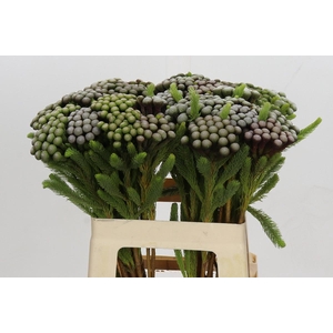 Kaaps Groen Albiflora