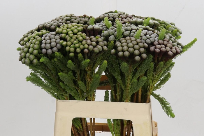 <h4>Kaaps Groen Albiflora</h4>