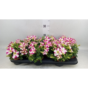 Petunia  'Sunpleasure Cherry Vein'