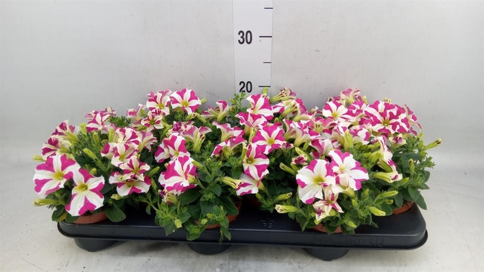 <h4>Petunia  'Sunpleasure Cherry Vein'</h4>