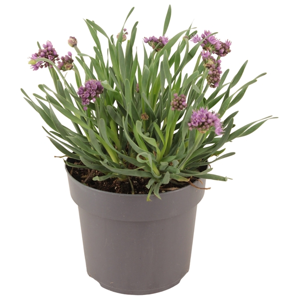 Allium 'Lavender Bubbel' p17 (PT)