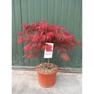 Acer palmatum Garnet