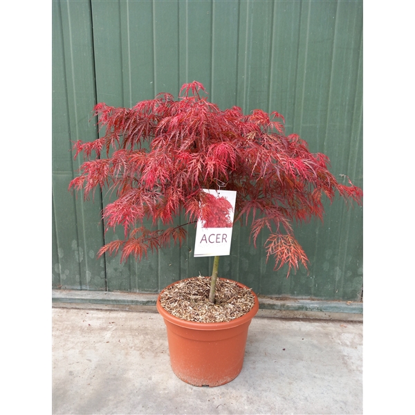 <h4>Acer palmatum Garnet</h4>