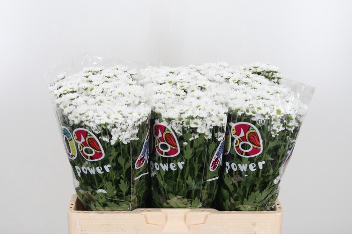 <h4>Chr San Mad Lindi Wh</h4>