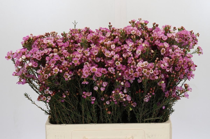 <h4>Chamelaucium Adi</h4>