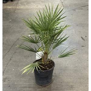 Chamaerops Humilis 24Ø 70cm