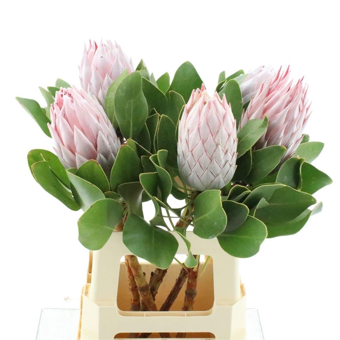 <h4>PROTEA CYNAROIDES</h4>