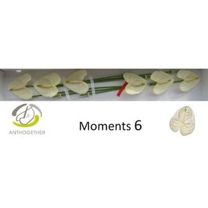 Anthurium Moments