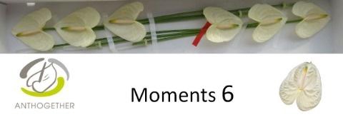 <h4>Anthurium Moments</h4>