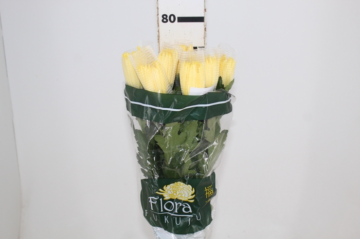 <h4>ANASTASIA SUNNY 080 CM AMARELO</h4>