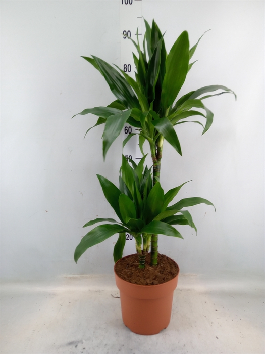 <h4>Dracaena frag. 'Janet Craig'</h4>