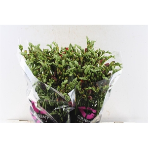 Fr Du Mandarine Orange