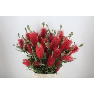 Callistemon P Bunch