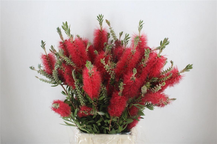 <h4>Callistemon P Bunch</h4>