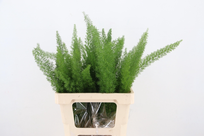 <h4>ASP DENS MYERS</h4>