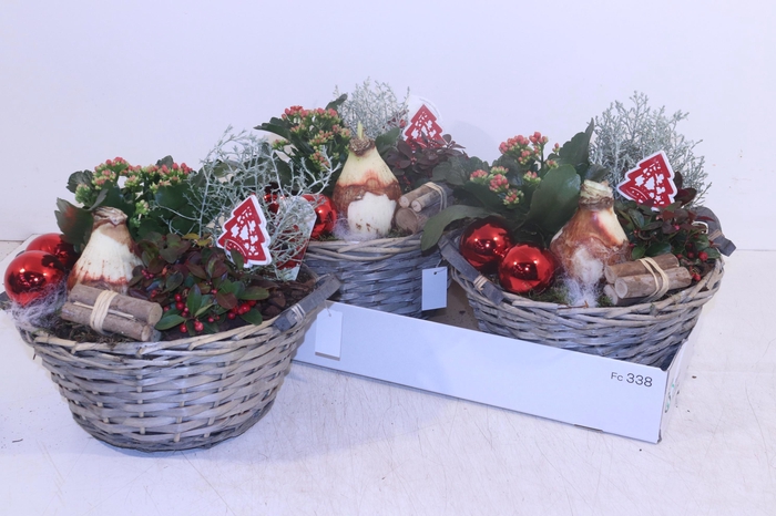 <h4>Arr Hippeastrum</h4>