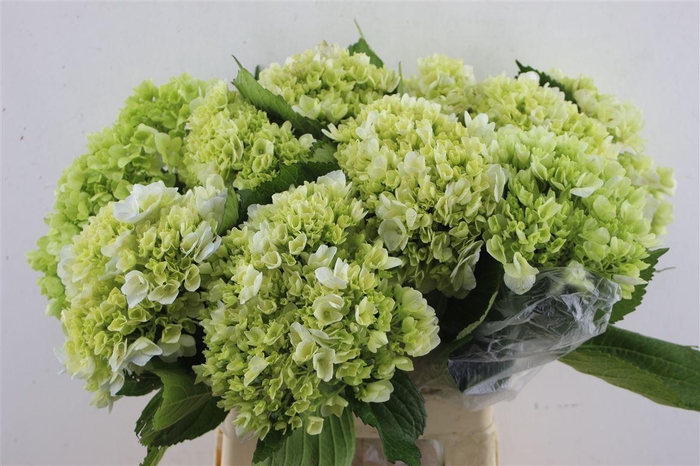 <h4>Hydr. M Lima 65-20</h4>