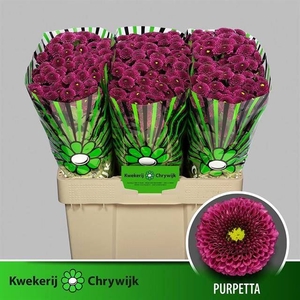 CHR S AAA PURPETTA