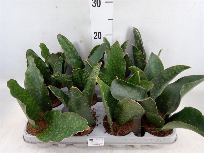 <h4>Sansevieria   ...</h4>