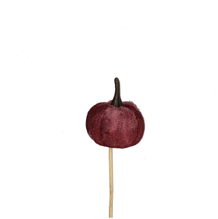 <h4>10cm Pompoen velvet 4cm</h4>