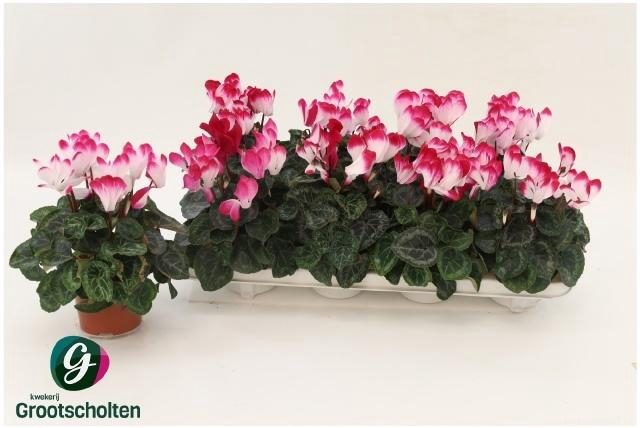 <h4>CYCL MD INDIAKA</h4>