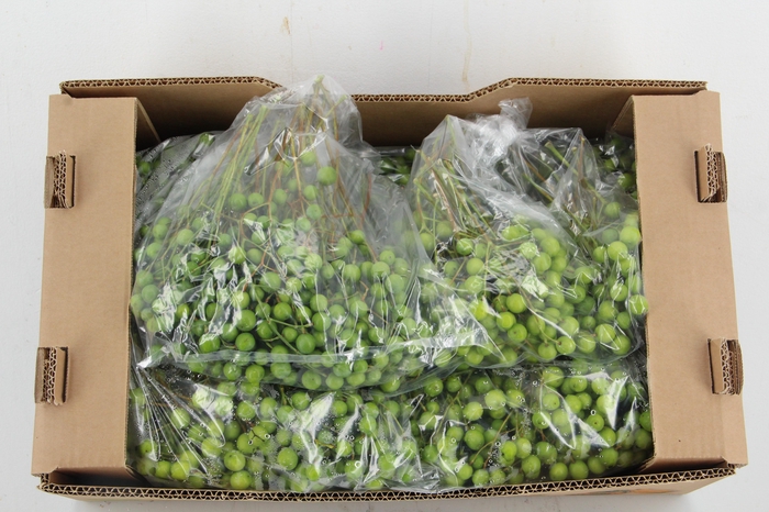 <h4>MELIA AZEDARACH BAG 500GR</h4>