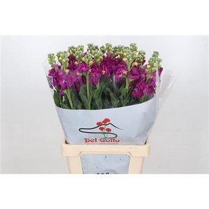 MATTHIOLA IRON RED