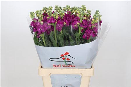 <h4>MATTHIOLA IRON RED</h4>