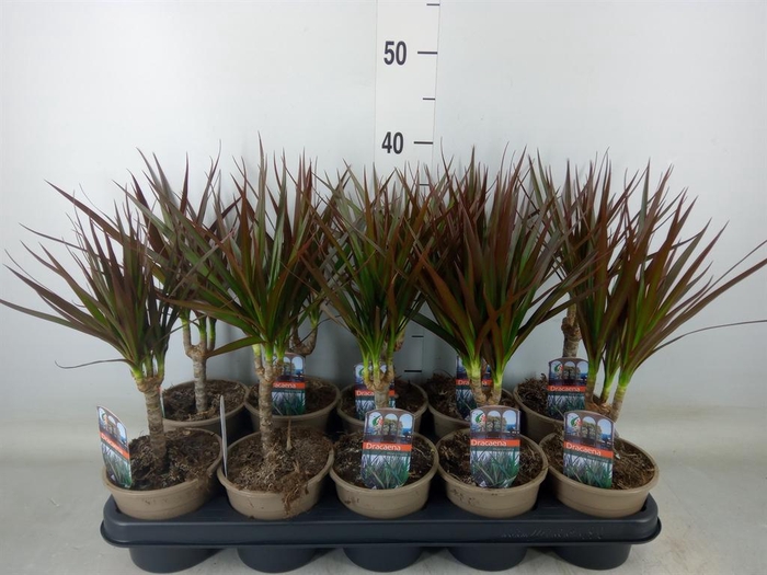<h4>Dracaena marg. 'Magenta'</h4>