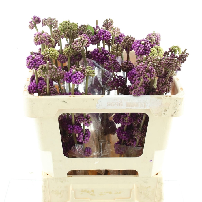 <h4>Callicarpa Giraldii</h4>