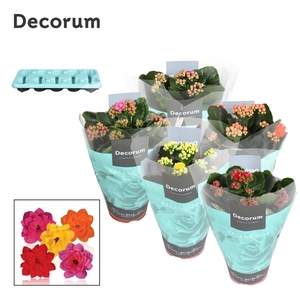 Kalanchoe Decorum - 5 Colors Mix