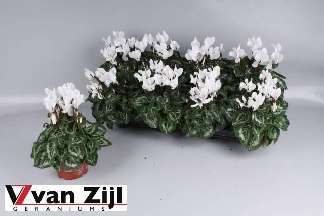 <h4>CYCL KL SUP CARINO</h4>