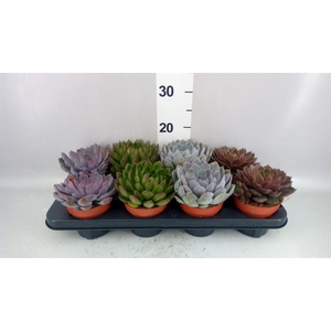 Echeveria   ...mix