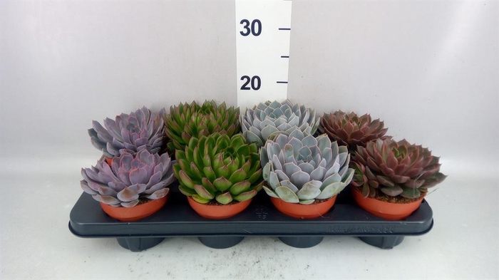 <h4>Echeveria ...mix</h4>
