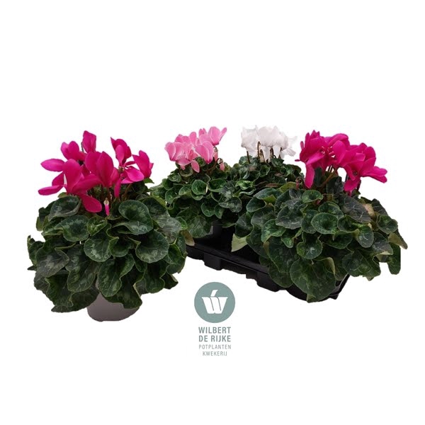 <h4>Cyclamen Mammoth Gemengd in tray</h4>