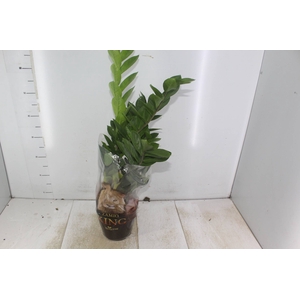 ZAMIOCULCAS P17