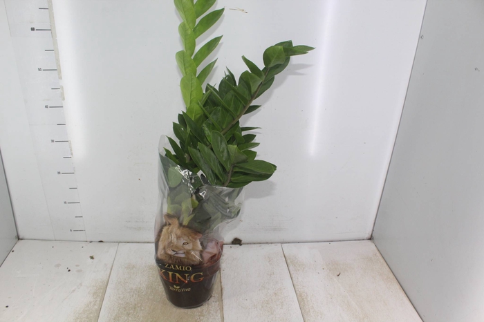 <h4>ZAMIOCULCAS P17</h4>