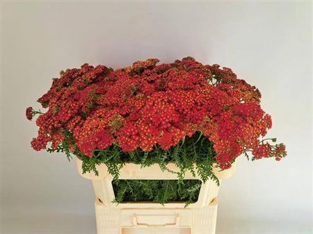 <h4>Achillea M Paprika</h4>