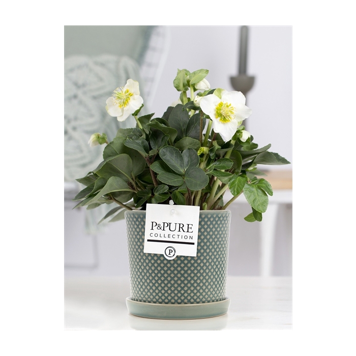 <h4>1st class Helleborus "Xmas C." in P&PURE Lauren ceramics green</h4>