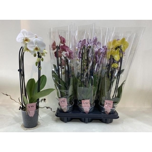 PHAL GEM
