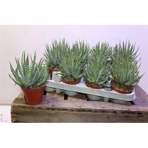 Aloe Humilis
