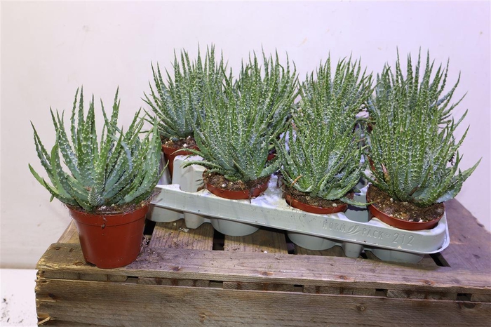 <h4>Aloe Humilis</h4>